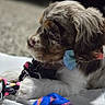 Bonnie joined the competition — help win amazing prizes! puppy, dog, toy, rope_toy, bow_tie, close_up, pet, cute, fur, playing, indoor, white_blanket, brown, black, pink, colorful, animal, young_dog, side_view, focused