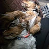 Bonnie joined the competition — help win amazing prizes! animal, black, brown, closeup, collar, companion, cozy, cute, dog, friendship, fur, indoor, laying_down, orange, pet, quilted_blanket, relaxation, resting, sleeping, white