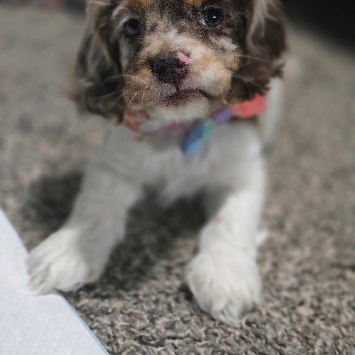 Bonnie