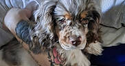 Bonnie is registered to the contest to win money with this photo: animal, arm, bed, closeup, companion, cuddly, curly_fur, cute, dog, domestic_animal, furry, human, indoor, pet, pillow, puppy, relaxed, resting, sleepy, tattoo