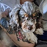 animal, arm, bed, closeup, companion, cuddly, curly_fur, cute, dog, domestic_animal, furry, human, indoor, pet, pillow, puppy, relaxed, resting, sleepy, tattoo
