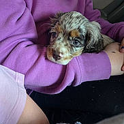 Bonnie is registered to the contest to win money with this photo: puppy, dog, person, purple_sweatshirt, arms, cuddling, close_up, indoor, relaxed, cute, pet, fur, sleepy, comfort, casual_clothing, young, hand, resting, marbled_fur, soft_texture