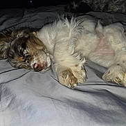 Bonnie joined the competition — help win amazing prizes! animal, bed, blanket, brown, canine, companion, cozy, cute, dog, domestic, fluffy, fur, indoor, paws, pet, quiet, relaxed, resting, sleeping, white