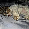 animal, bed, blanket, brown, canine, companion, cozy, cute, dog, domestic, fluffy, fur, indoor, paws, pet, quiet, relaxed, resting, sleeping, white