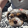 Bonnie joined the competition — help win amazing prizes! puppy, dog, sleeping, bow, tattoo, arm, white_shirt, blanket, pattern, closeup, resting, cute, animal, pet, indoor, cozy, fur, face, napping, human