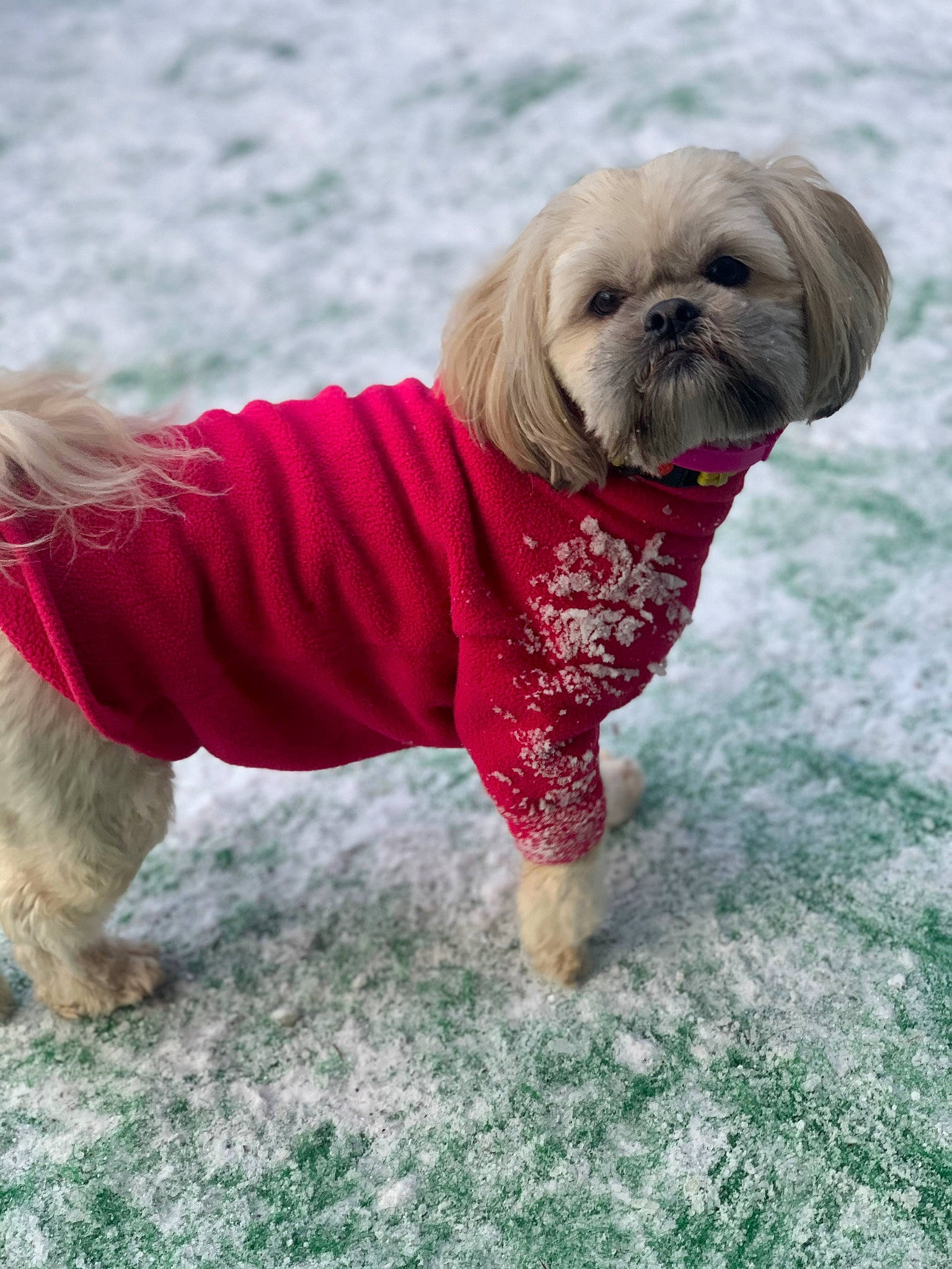 Hollie is registered to the contest to win money with this photo: carnivore, collar, companion_dog, dog, dog_breed, dog_clothes, dog_collar, dog_supply, fawn, fur, grass, liver, pet_supply, sleeve, small_terrier, snout, sporting_group, toy_dog, water, working_animal