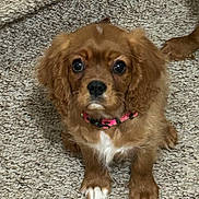 Daisy Mae is registered to the contest to win money with this photo: puppy, dog, brown, collar, pet, cute, carpet, fur, animal, indoor, young, small, ears, face, paw, looking, sitting, domestic_animal, adorable, companion