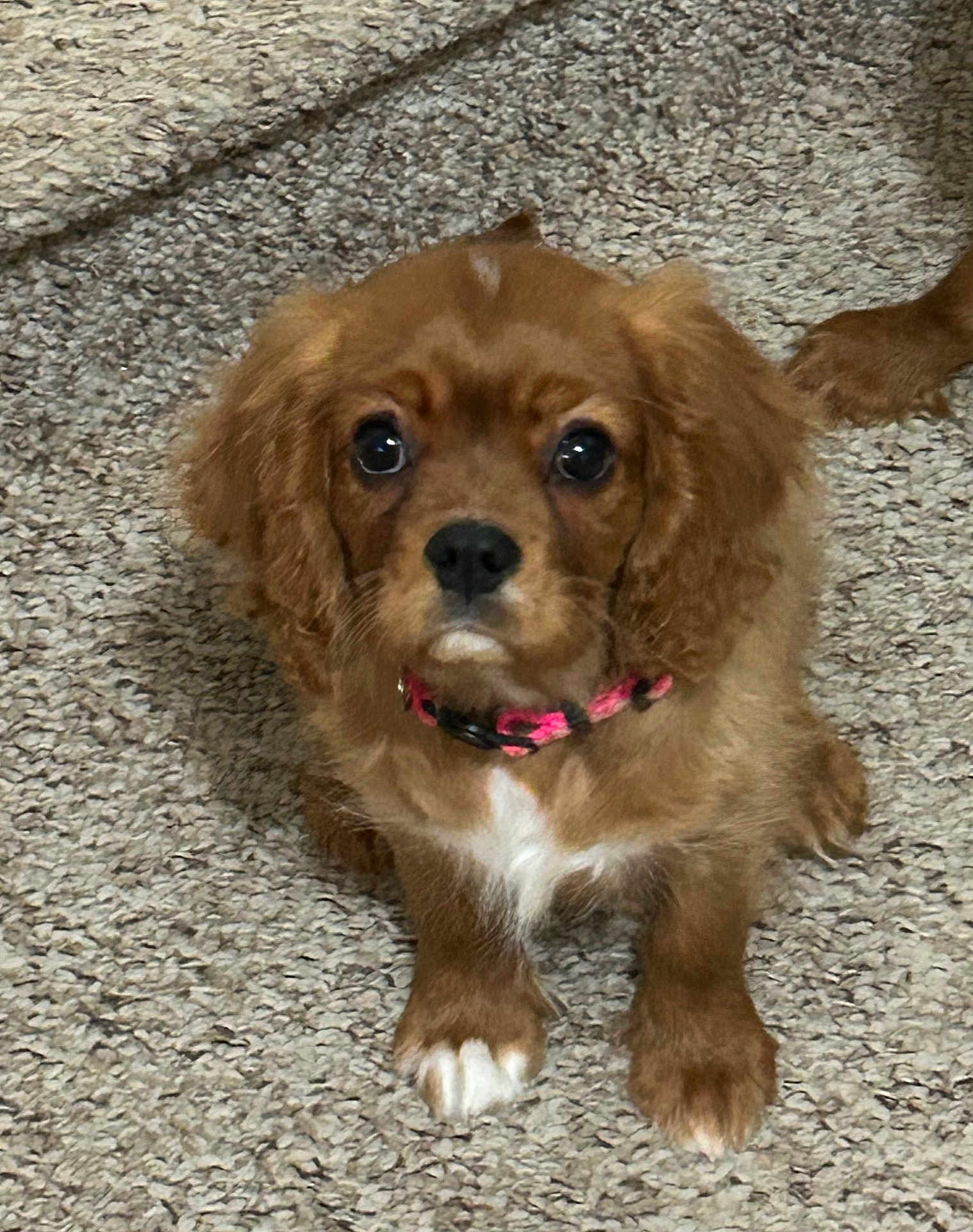 Daisy Mae is registered to the contest to win money with this photo: puppy, dog, brown, collar, pet, cute, carpet, fur, animal, indoor, young, small, ears, face, paw, looking, sitting, domestic_animal, adorable, companion
