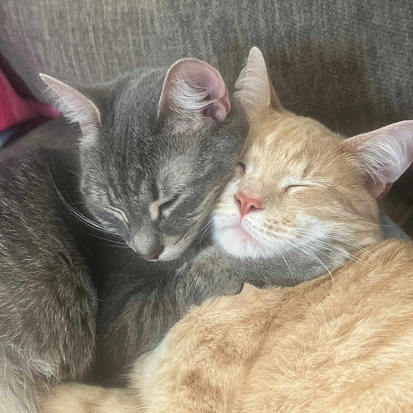 Ashie And Rubio is registered to the contest to win money with this photo: adorable, animal, cat, cats, closeup, companion, couch, cozy, cute, domestic_animal, ears, feline, friendship, fur, home, pets, resting, sleeping, snuggling, whiskers
