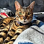Abel joined the competition — help win amazing prizes! cat, bengal_cat, pet, indoor, blanket, couch, feline, closeup, green_eyes, fur, whiskers, relaxed, portrait, domestic_cat, animal, mammal, collar, resting, home, soft