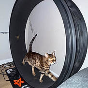 Abel is registered to the contest to win money with this photo: animal, black_wheel, cables, cat, exercise_wheel, feline, flash, floor, home, indoor, motion, pet, rug, running, spotted_cat, stars, tail, wall, whiskers, wooden_floor