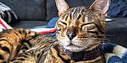 Abel is registered to the contest to win money with this photo: bengal_cat, cat, pet, indoor, blanket, furniture, sofa, relaxing, sleeping, closeup, whiskers, striped, ears, collar, domestic_cat, cozy, home, resting, fur, animal