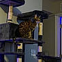 Abel is registered to the contest to win money with this photo: animal, cat, cat_tree, cozy, curious, domestic_cat, feline, furniture, home, indoor, looking_away, multi_level, perched, pet, playful, scratching_post, sitting, spotted_cat, toy_ball, whiskers