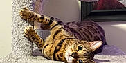 Abel is registered to the contest to win money with this photo: animal, beige, bengal_cat, cat, cat_tree, cozy, curious, feline, fur_pattern, home, indoor, paws, pet, playful, relaxed, resting, scratched, scratching_post, vertical, wide_eyes