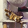 animal, beige, bengal_cat, cat, cat_tree, cozy, curious, feline, fur_pattern, home, indoor, paws, pet, playful, relaxed, resting, scratched, scratching_post, vertical, wide_eyes