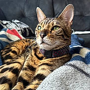 Abel joined the competition — help win amazing prizes! cat, bengal_cat, pet, animal, feline, green_eyes, collar, indoor, lying_down, blanket, couch, fur, whiskers, ears, close_up, relaxed, comfort, domestic_animal, striped, soft_texture