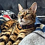 cat, bengal_cat, pet, animal, feline, green_eyes, collar, indoor, lying_down, blanket, couch, fur, whiskers, ears, close_up, relaxed, comfort, domestic_animal, striped, soft_texture