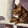 Abel is registered to the contest to win money with this photo: animal, bengal_cat, brown, cat, cat_tree, claws, closeup, feline, fur, indoor, looking, paws, pet, profile, relaxed, scratching_post, sitting, striped, texture, whiskers