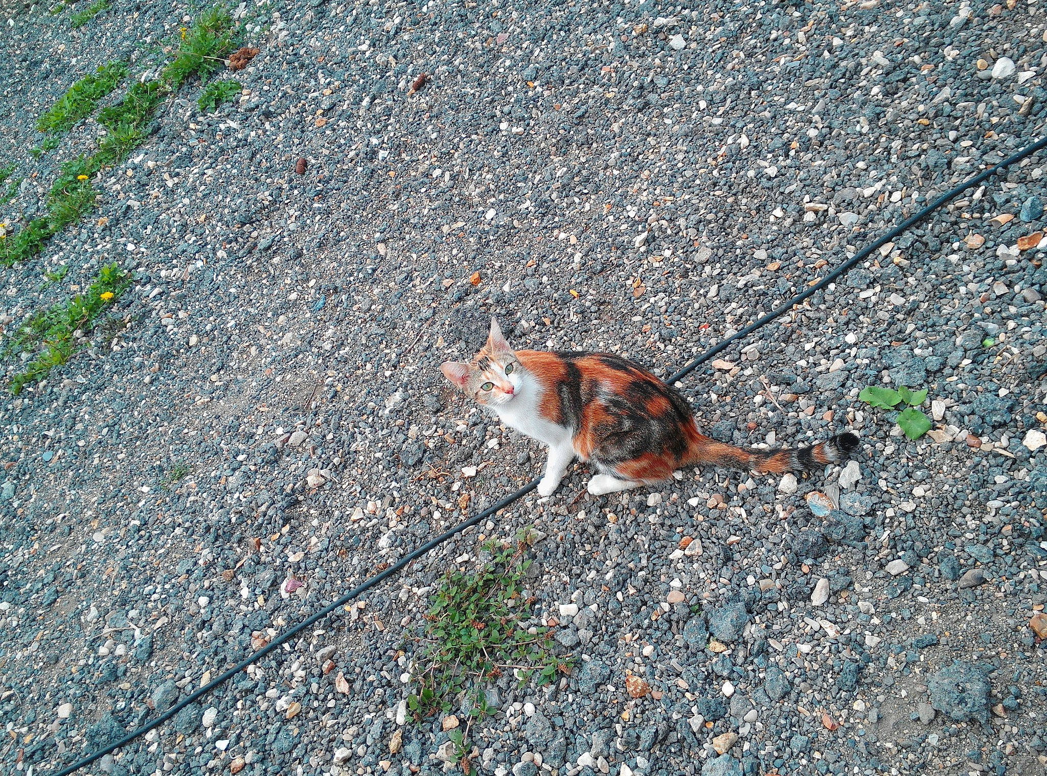 Lilas participe au concours pour gagner de l'argent avec cette photo : asphalt, carnivore, cat, fawn, felidae, grass, organism, pest, road_surface, sand, sidewalk, small_to_medium_sized_cats, soil, tail