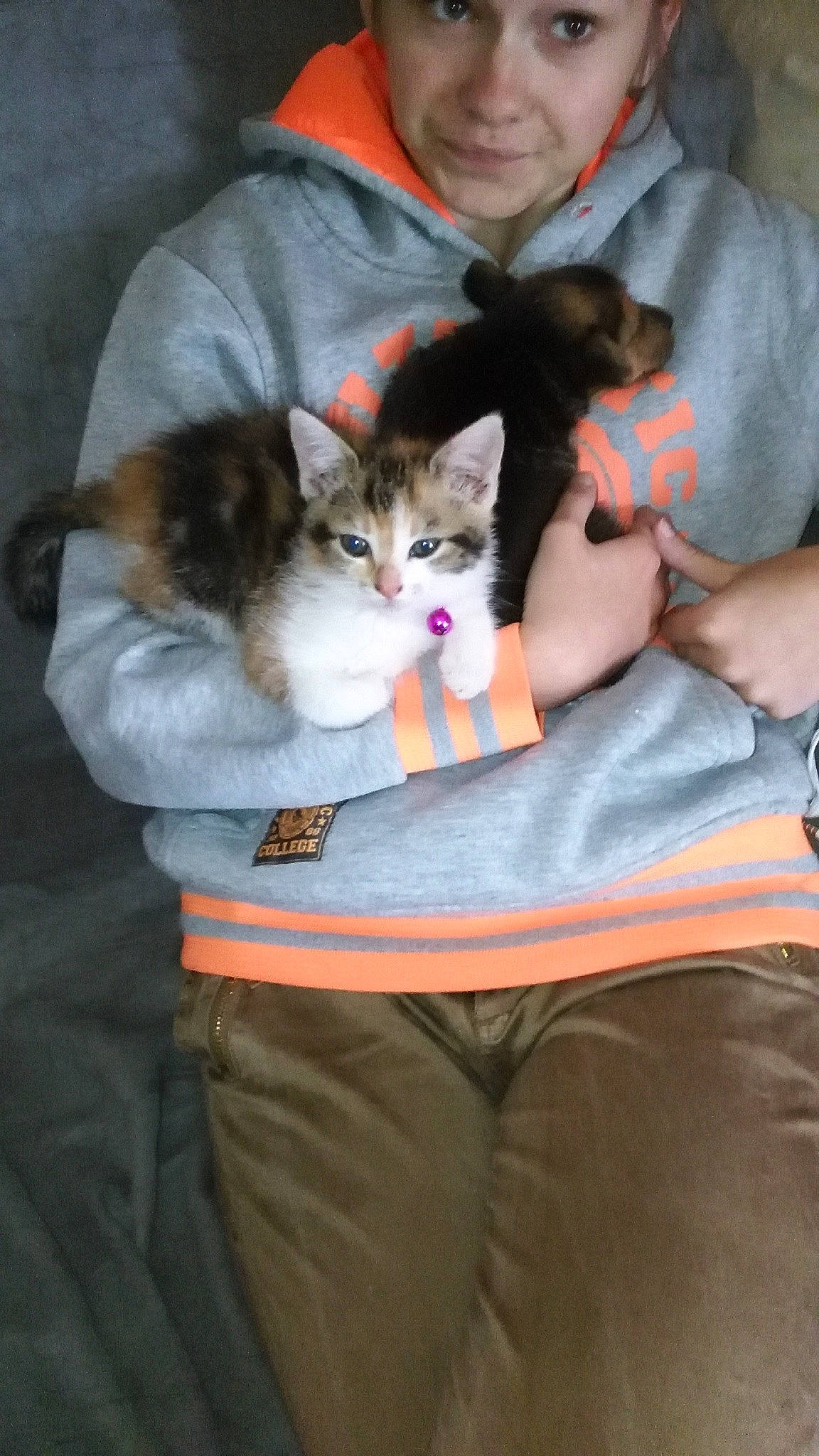 Lilas a rejoint le concours — aidez-le/la à gagner de superbes lots ! carnivore, cat, domestic_short_haired_cat, european_shorthair, felidae, kitten, lap, mammal, person, small_to_medium_sized_cats, whiskers