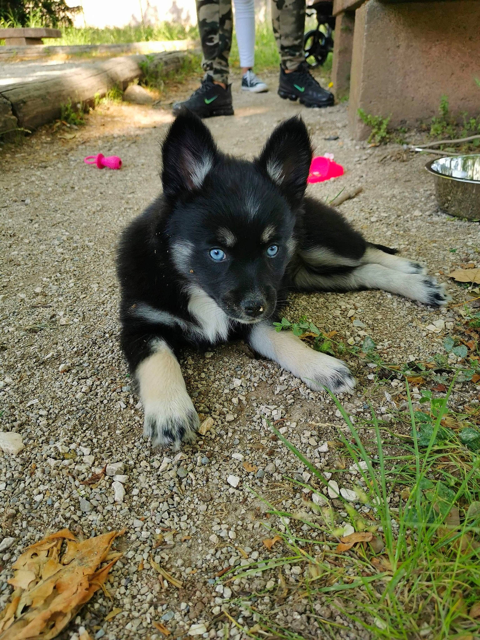Bloom participe au concours pour gagner de l'argent avec cette photo : canidae, carnivore, companion_dog, dog, dog_breed, grass, herding_dog, non_sporting_group, plant, snout, soil, sporting_group, tail, working_animal, working_dog
