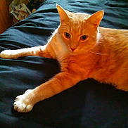 Kato joined the competition — help win amazing prizes! animal, bed, bedspread, cat, cozy, curious, cute, domestic_cat, ears, feline, fur, home, indoor, orange_tabby, paws, pet, relaxed, resting, stretching, whiskers