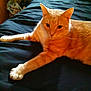 animal, bed, bedspread, cat, cozy, curious, cute, domestic_cat, ears, feline, fur, home, indoor, orange_tabby, paws, pet, relaxed, resting, stretching, whiskers