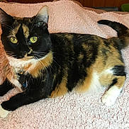 Velvet joined the competition — help win amazing prizes! cat, calico_cat, pet, animal, feline, yellow_eyes, whiskers, paws, fur, collar, indoor, blanket, soft_texture, relaxed, laying_down, curious, closeup, domestic_cat, cozy, home