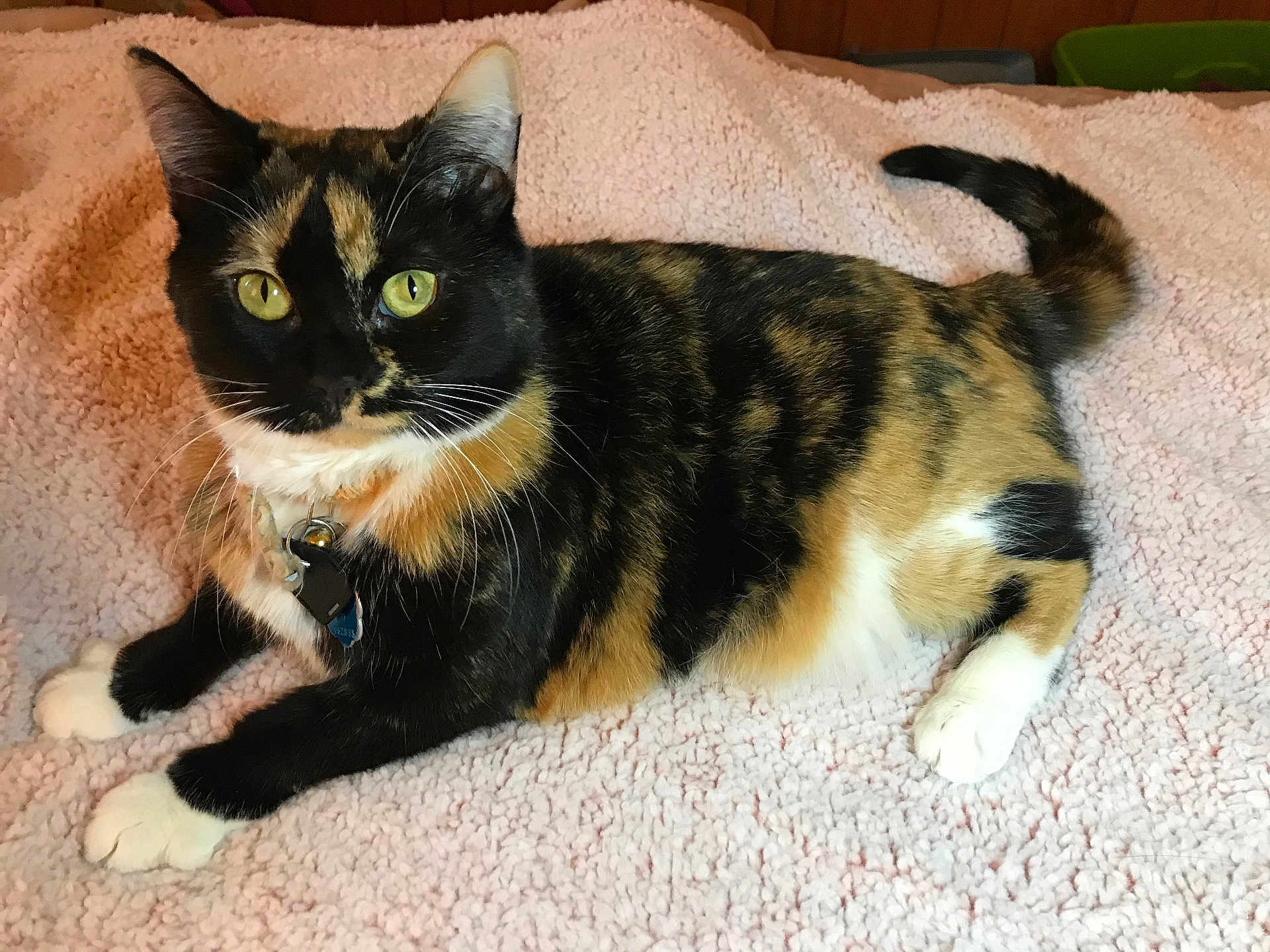 Velvet joined the competition — help win amazing prizes! cat, calico_cat, pet, animal, feline, yellow_eyes, whiskers, paws, fur, collar, indoor, blanket, soft_texture, relaxed, laying_down, curious, closeup, domestic_cat, cozy, home