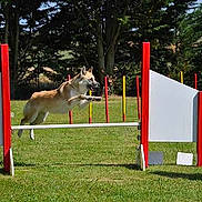 Nala participe au concours pour gagner de l'argent avec cette photo :