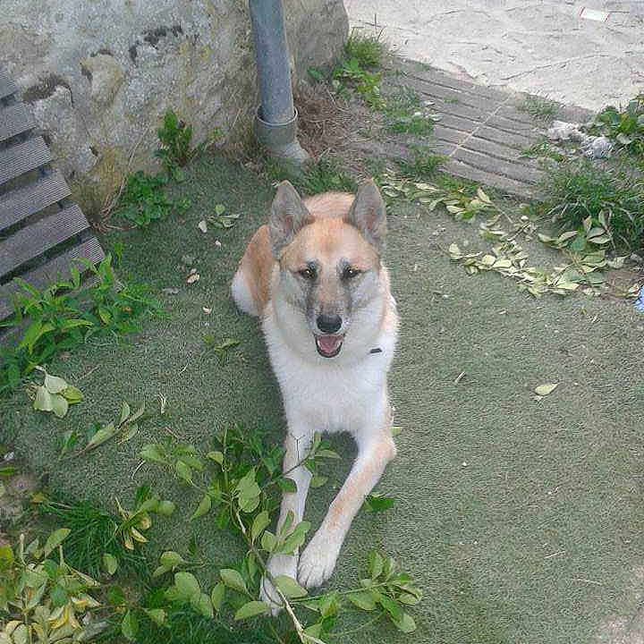 Nala