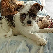 Ana a rejoint le concours — aidez-le/la à gagner de superbes lots ! dog, puppy, couch, indoor, relaxed, white, brown, fur, pet, animal, lying_down, companion, cozy, soft, home, canine, friendship, resting, laying, furniture