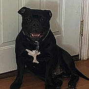 Hades Scott joined the competition — help win amazing prizes! dog, black_dog, collar, bone_tag, indoor, wooden_floor, door, pet, sitting, animal, canine, house, furniture, domestic, companion, quiet, resting, shadow, floor_mat, calm