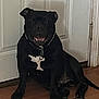 dog, black_dog, collar, bone_tag, indoor, wooden_floor, door, pet, sitting, animal, canine, house, furniture, domestic, companion, quiet, resting, shadow, floor_mat, calm
