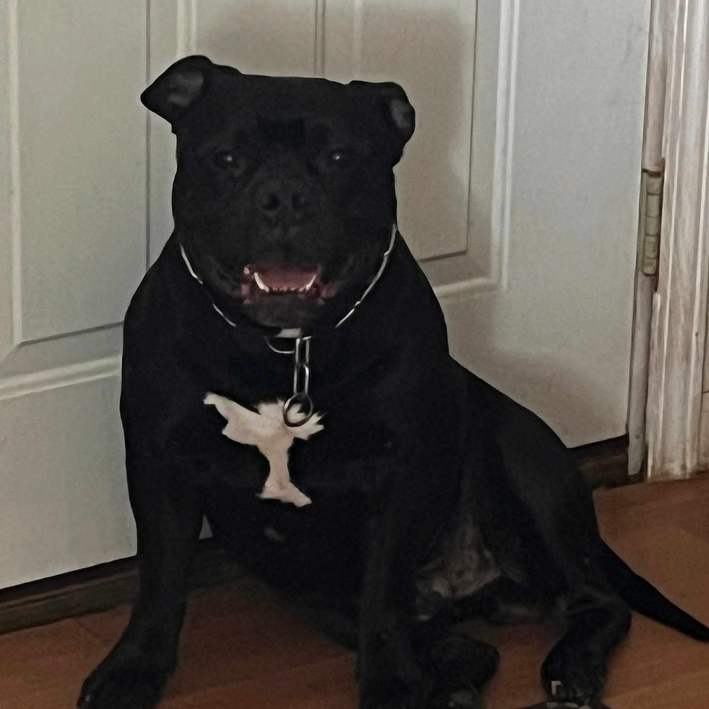 Hades Scott joined the competition — help win amazing prizes! animal, black_dog, bone_tag, calm, canine, collar, companion, dog, domestic, door, floor_mat, furniture, house, indoor, pet, quiet, resting, shadow, sitting, wooden_floor