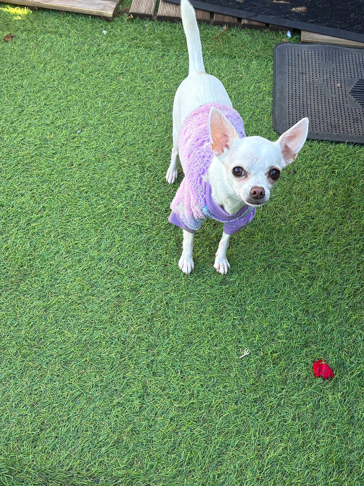 Venus a rejoint le concours — aidez-le/la à gagner de superbes lots ! dog, chihuahua, purple_sweater, small_dog, pet, outdoor, grass, green, animal, cute, canine, standing, ears_up, white_dog, fur, looking_up, playful, lawn, companion, adorable