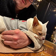 Sisko a rejoint le concours — aidez-le/la à gagner de superbes lots ! arm, casual_clothing, close_up, cozy, decorations, dog, fleece_jacket, glass_table, hand, holiday_lights, home_interior, indoor, lighting, person, plant, relaxed, resting, small_dog, sweater, table