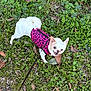 dog, small_dog, white_dog, leash, jacket, pink_jacket, animal, pet, grass, outdoor, leaf, nature, playful, cute, smiling, ears, tail, walking, canine, happy