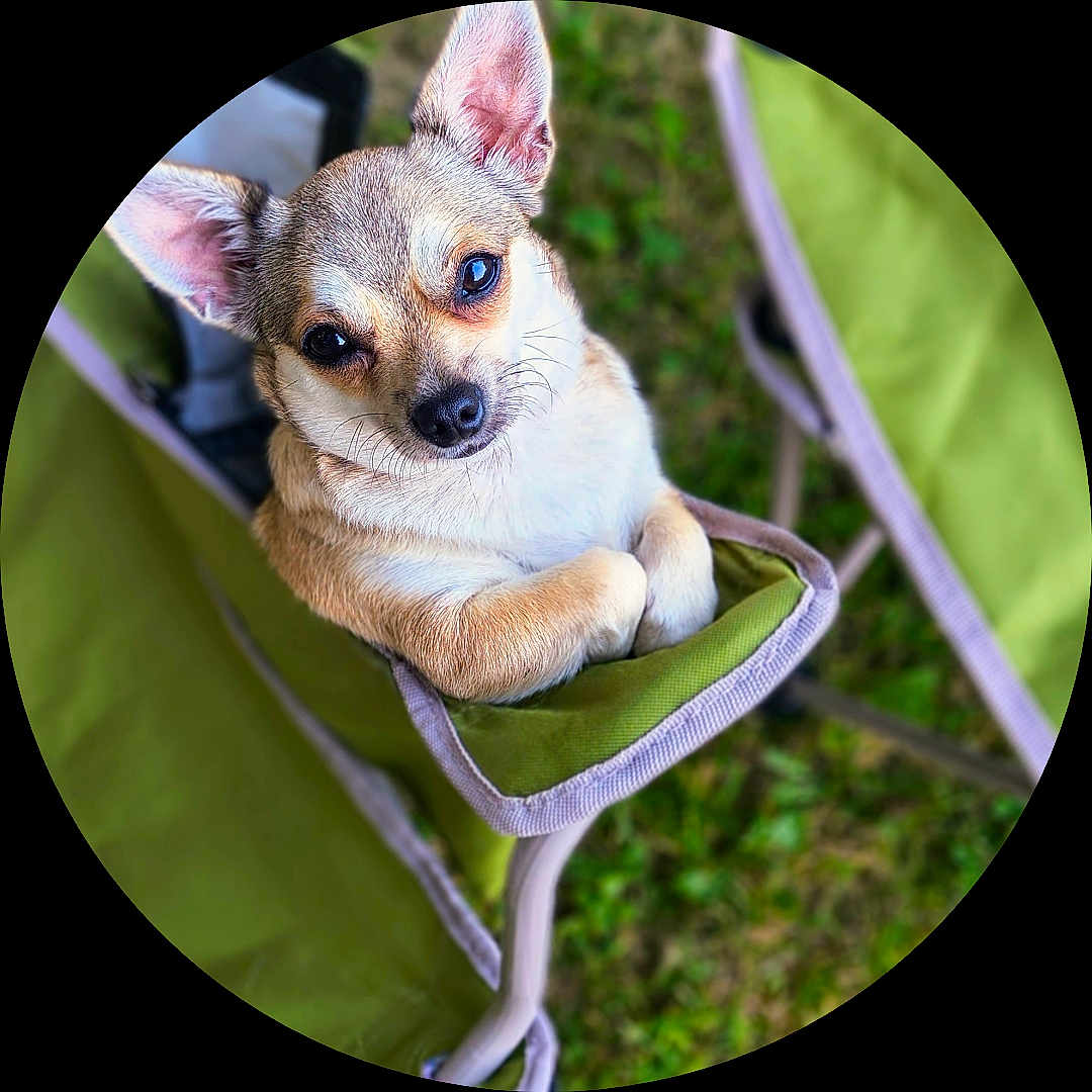 Minnie is registered to the contest to win money with this photo: backyard, chair, chihuahua, cute, dog, ears, eyes, folding_chair, fur, grass, green, looking_up, nose, outdoor, paws, pet, portrait, relaxed, sitting, small_dog