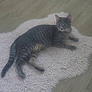 Grizzly participe au concours pour gagner de l'argent avec cette photo : animal, cat, curious, ears, feline, floor, fluffy_rug, gray_cat, indoor, paw, pet, pink_rug, relaxed, resting, rug, striped_cat, tabby, tail, whiskers, wooden_floor
