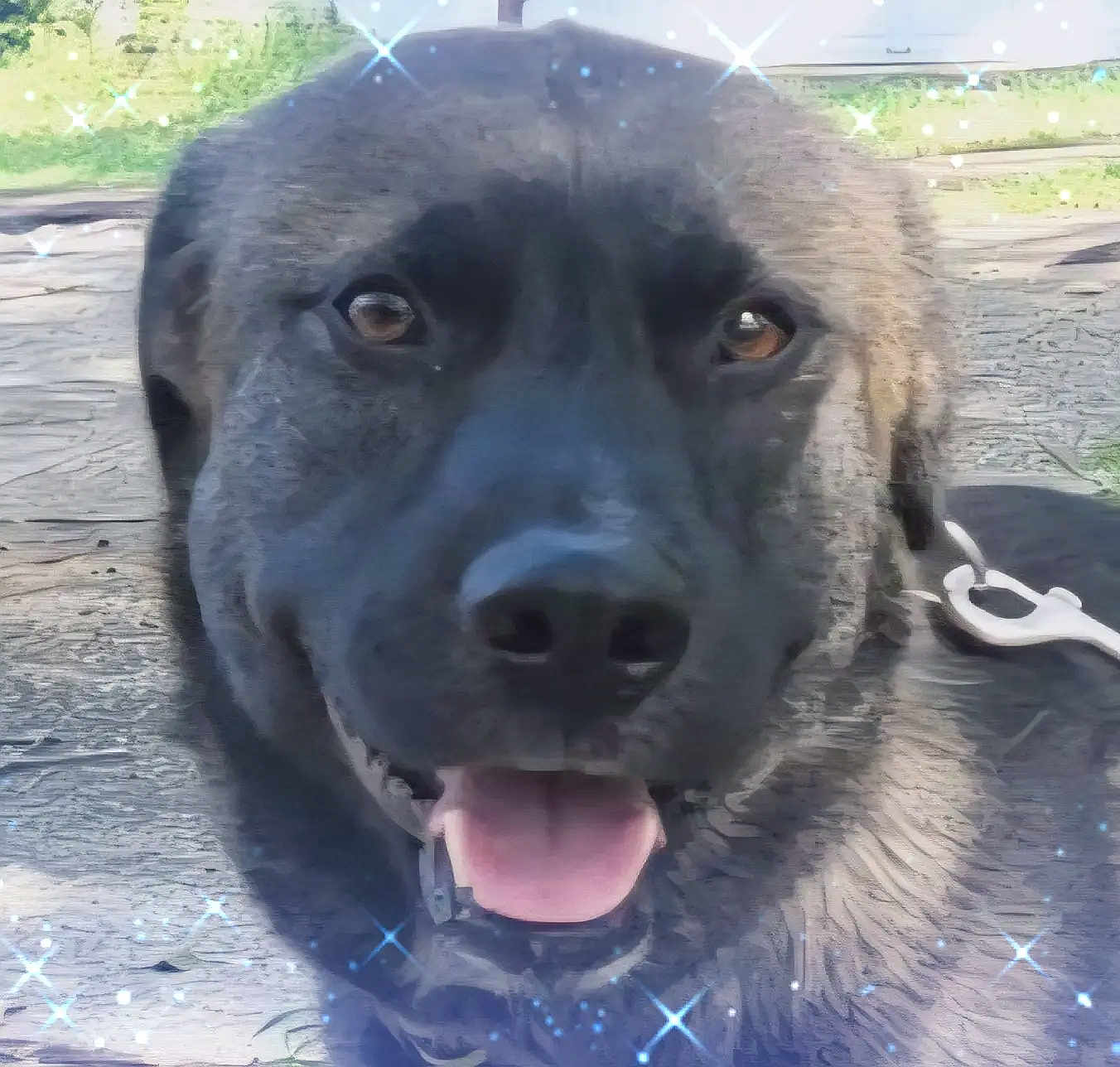 Yona is registered to the contest to win money with this photo: dog, animal, pet, close_up, tongue_out, happy, black_fur, sparkles, outdoor, collar, leash, muzzle, canine, cute, friendly, portrait, daylight, grass, wooden_surface, smiling