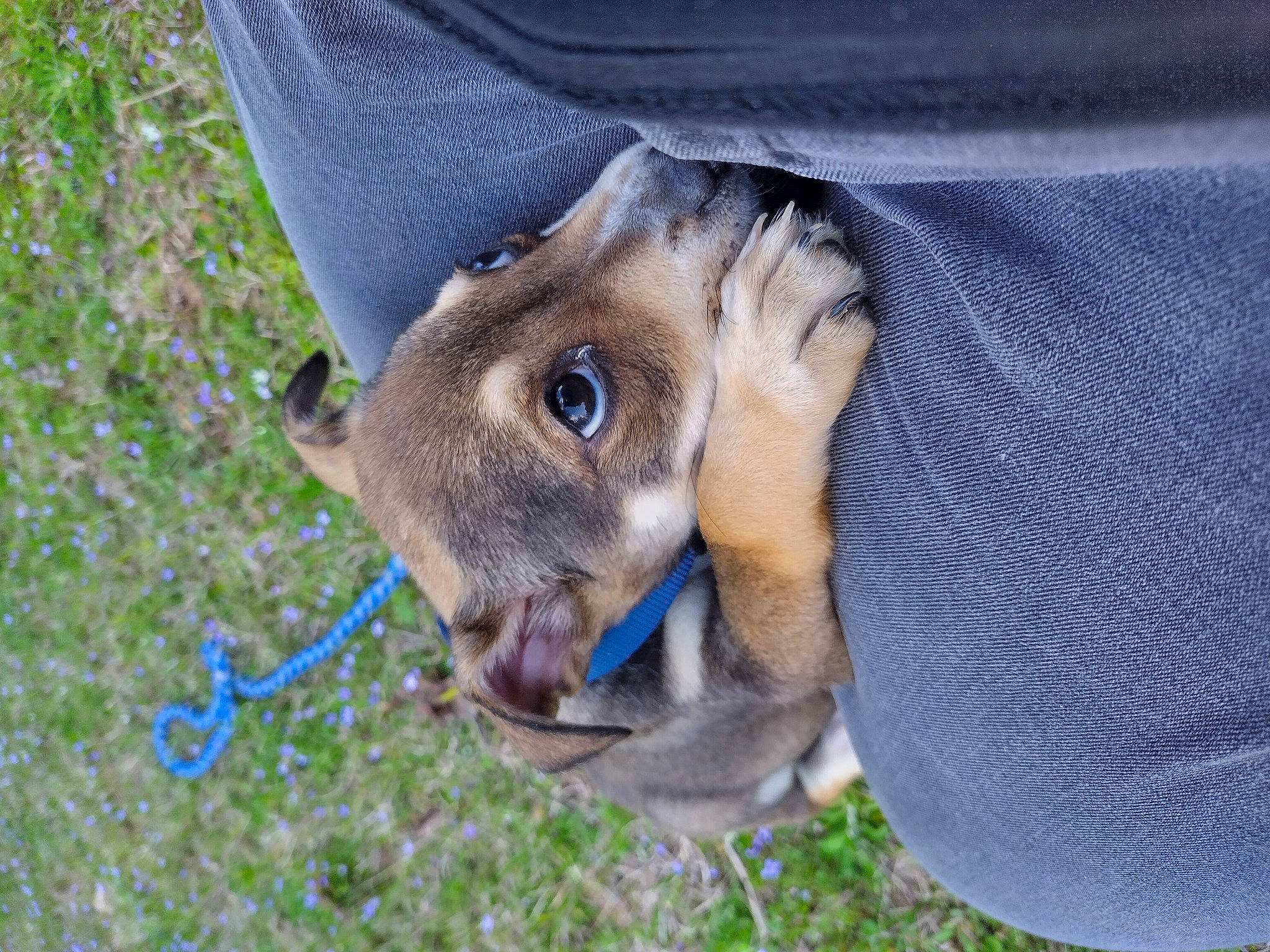 Raven is registered to the contest to win money with this photo: canidae, denim, dog_breed, electric_blue, fawn, fur, grass, grassland, pasture, plant, snout, sporting_group, terrestrial_animal, tree, trunk, whiskers, wildlife, working_animal