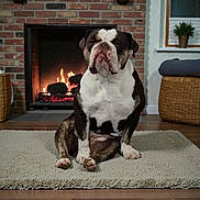 Vicky a rejoint le concours — aidez-le/la à gagner de superbes lots ! bulldog, dog, pet, animal, indoor, fireplace, brick_wall, rug, floor, cozy, home, basket, plant, window, wood_floor, sitting, mammal, domestic_animal, fur, portrait
