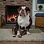 bulldog, dog, pet, animal, indoor, fireplace, brick_wall, rug, floor, cozy, home, basket, plant, window, wood_floor, sitting, mammal, domestic_animal, fur, portrait