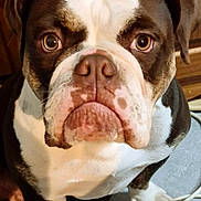 Viki a rejoint le concours — aidez-le/la à gagner de superbes lots ! animal, ball, bostonbull, boxer, bulldog, canine, dog, football, frenchbulldog, hound, pet, pitbull, puppy, snout, soccer, soccerball, sport, whitedog