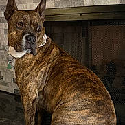 Juicy joined the competition — help win amazing prizes! dog, brindle, pet, animal, indoor, fireplace, stone_wall, collar, tag, brown, sitting, alert, ears_up, looking_away, portrait, canine, domestic, companion, furniture, floor