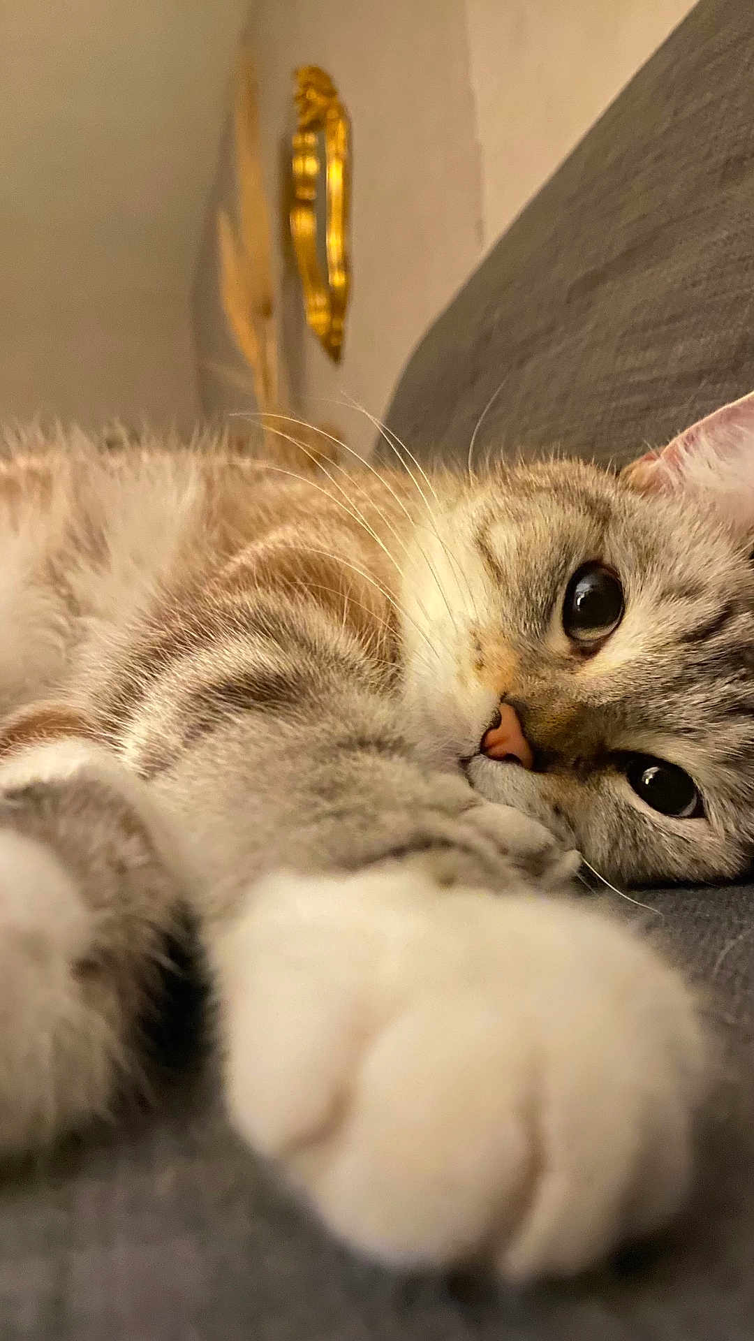Coco