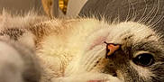 Coco participe au concours pour gagner de l'argent avec cette photo : animal, cat, close_up, couch, cozy, curious_eye, cute, feline, fur, home, indoor, paw, pet, pink_paw_pads, portrait, relaxing, resting, sleepy, soft, whiskers