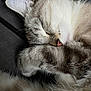 animal, cat, close_up, cozy, cute, domestic_cat, feline, fur, indoor, mammal, paw, peaceful, pet, relaxation, resting, sleeping, soft, tabby, whisker, whiskers