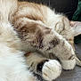 Coco participe au concours pour gagner de l'argent avec cette photo : animal, cat, closeup, couch, cozy, cute, ear, feline, fur, indoor, laptop, paw, pet, relaxed, resting, sleeping, soft, tabby, whiskers, white_paw